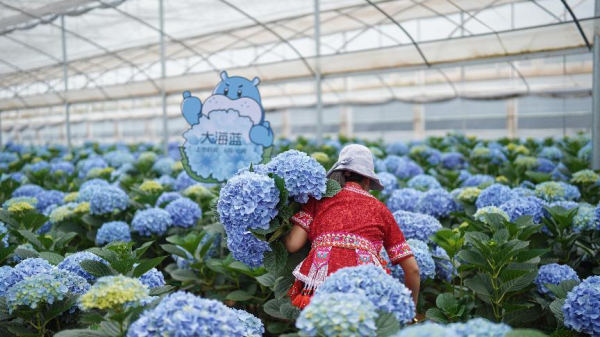 好牛优配 价格打到9.9元，千亿鲜花市场是一门好生意吗？